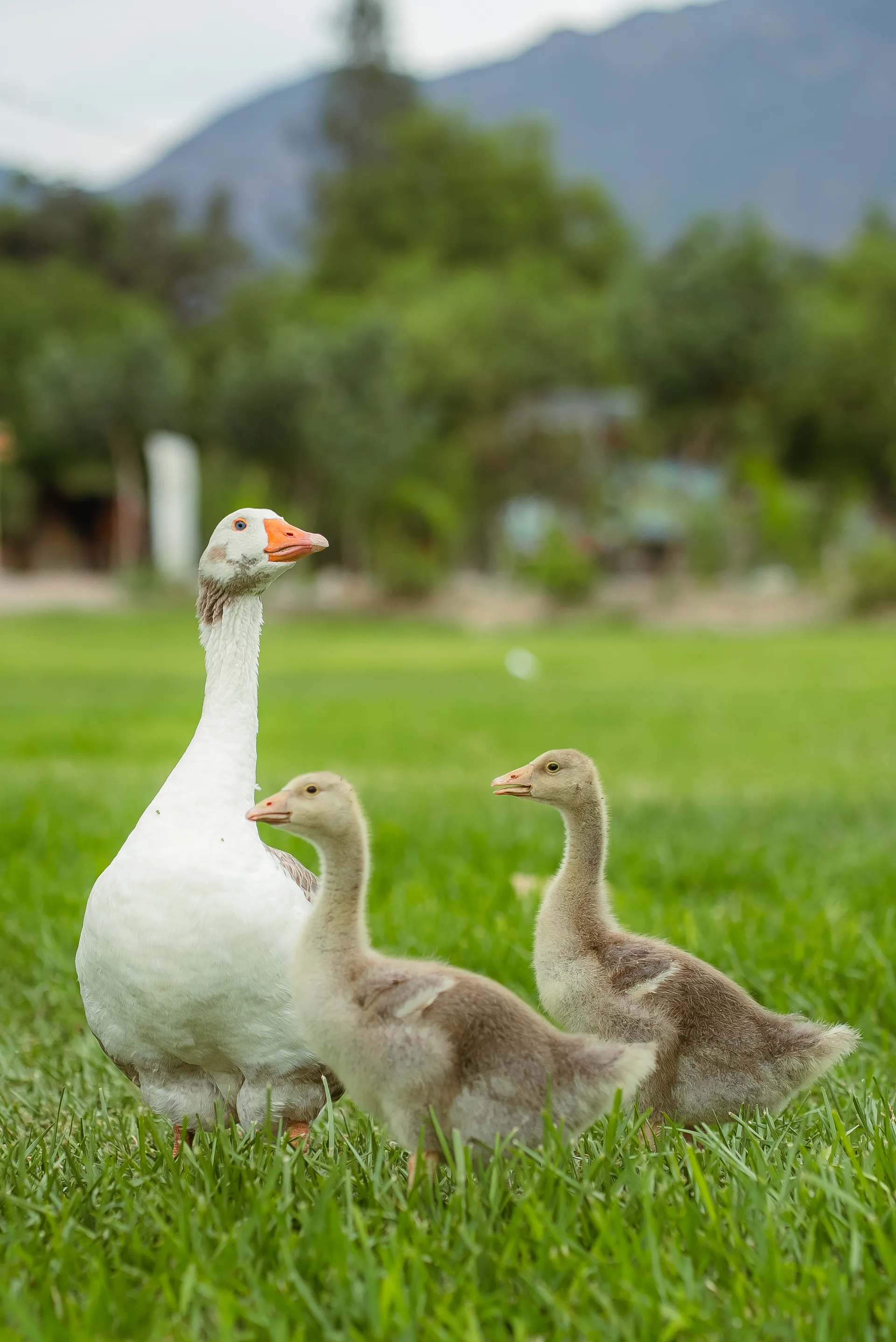 Animales de la Hacienda